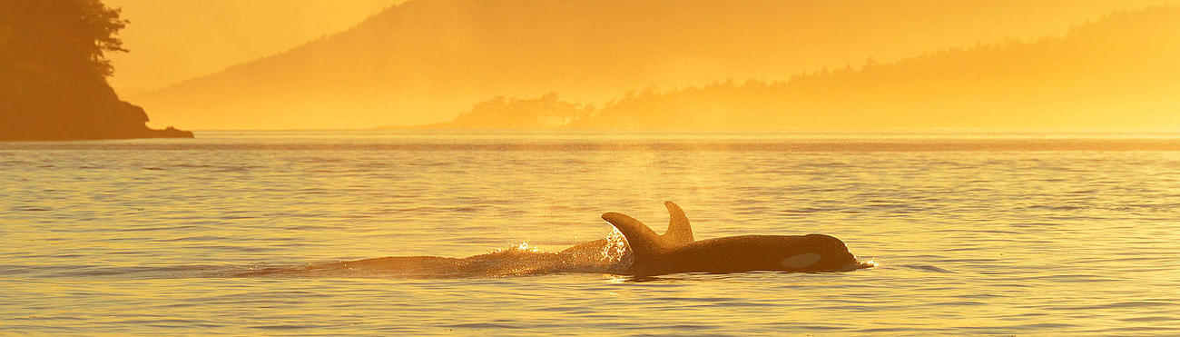 An Orca emerging from the water in mystical yellow light.