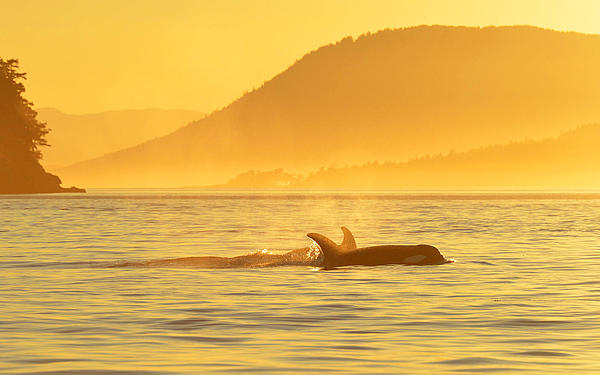 An Orca emerging from the water in mystical yellow light.