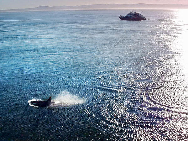Bild eines auftauchenden Orcas neben der Clipper Fähre.