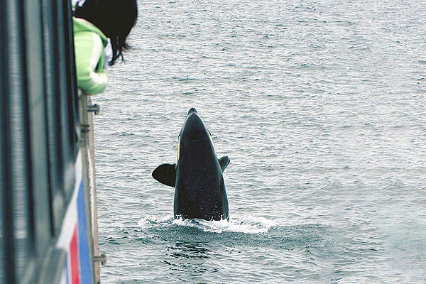 Orca emerging in front of the ferry.