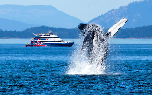 A whale emerging in front of the "San Juan Clipper" ferry.