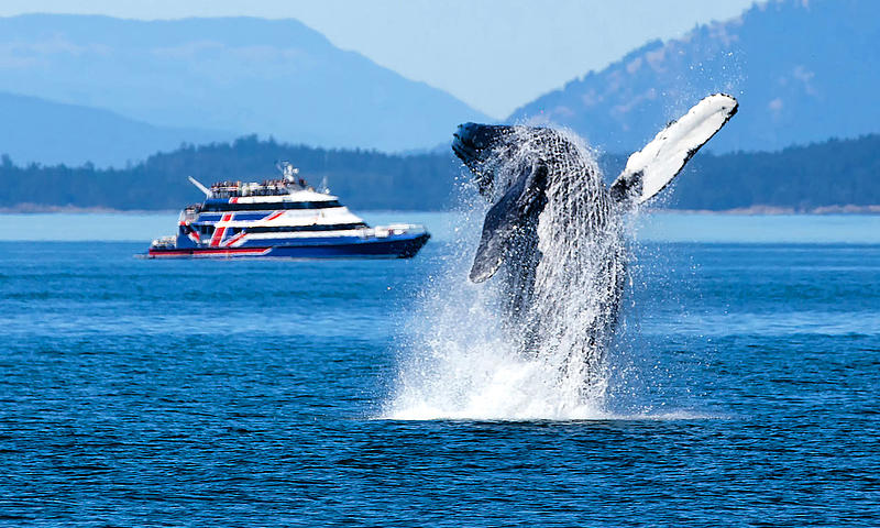 A whale emerging in front of the "San Juan Clipper" ferry.