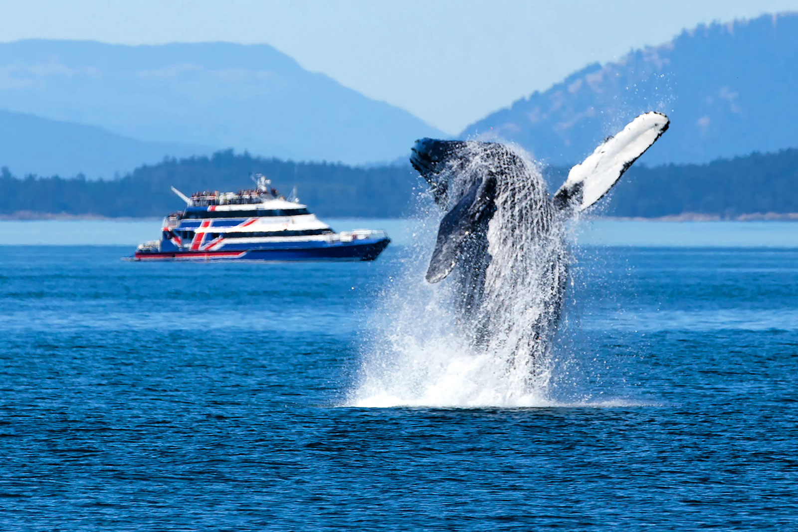 A whale emerging in front of the "San Juan Clipper" ferry.